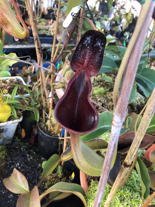 05. Nepenthes lowii