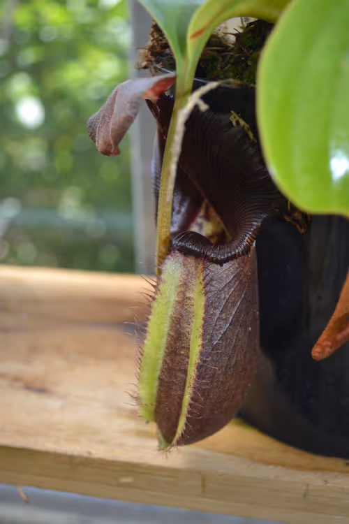 05. Nepenthes truncata 'black'