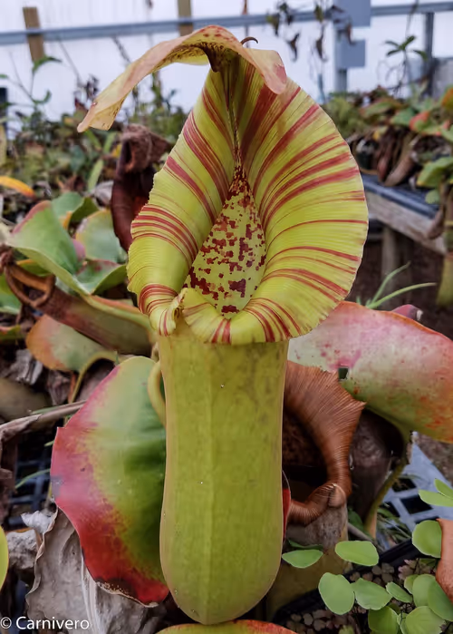 05. Nepenthes truncata (C)