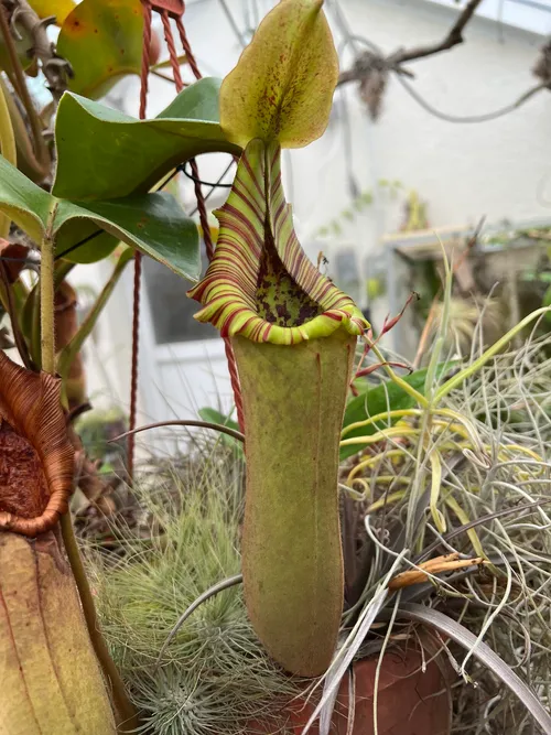 05. Nepenthes truncata, highland form.