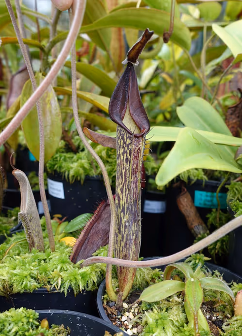 05. Nepenthes zakariana