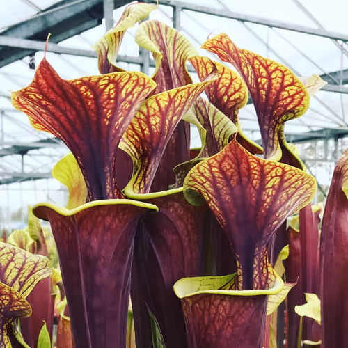 05. Sarracenia Roy Lancaster, a selected form of Sarracenia flava var rubricorpra