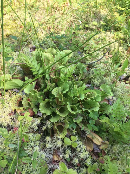 05. Sarracenia purpurea at the central Virginia preserve