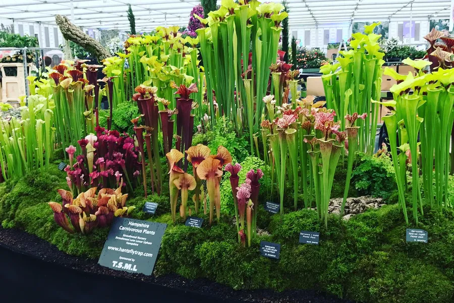 Interviewing Matt Soper of Hampshire Carnivorous Plants