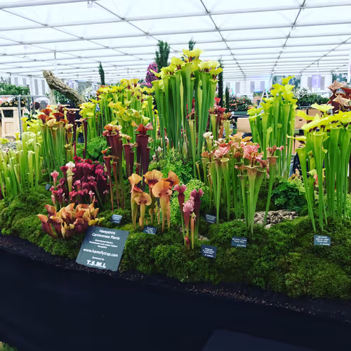 05. The finished display at the 2017 Chelsea Flower Show