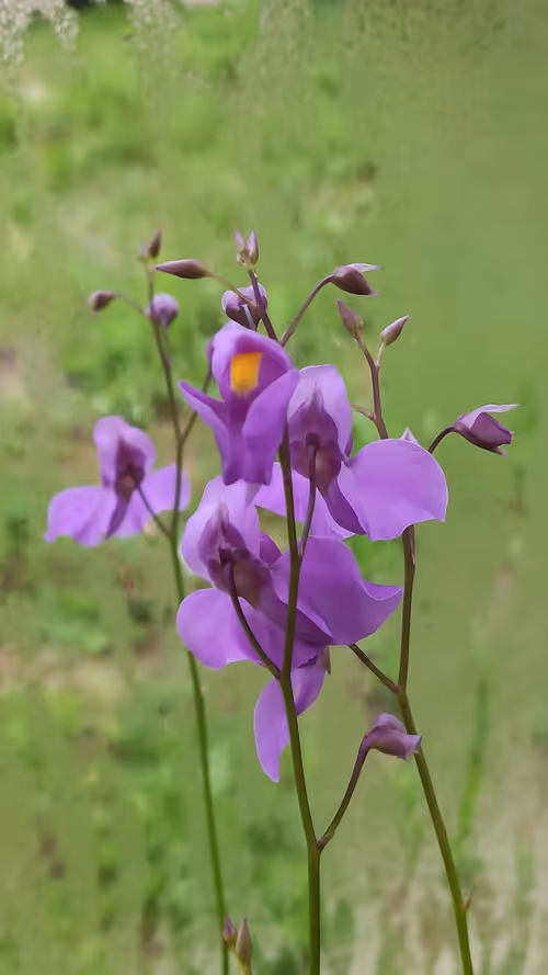 05. Utricularia longifolia flower