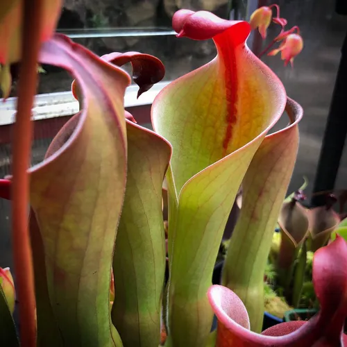 06 Heliamphora neblinae cerro neblina