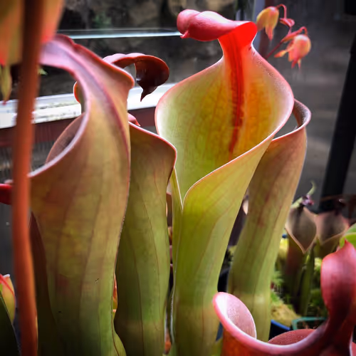 06 Heliamphora neblinae cerro neblina