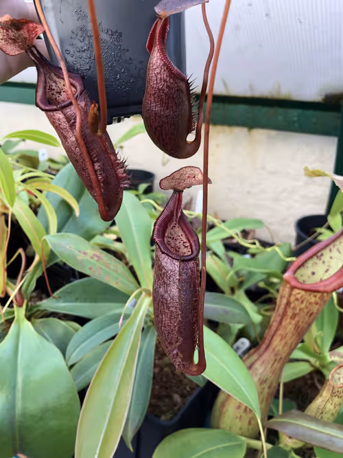 06 Nepenthes densiflora AW