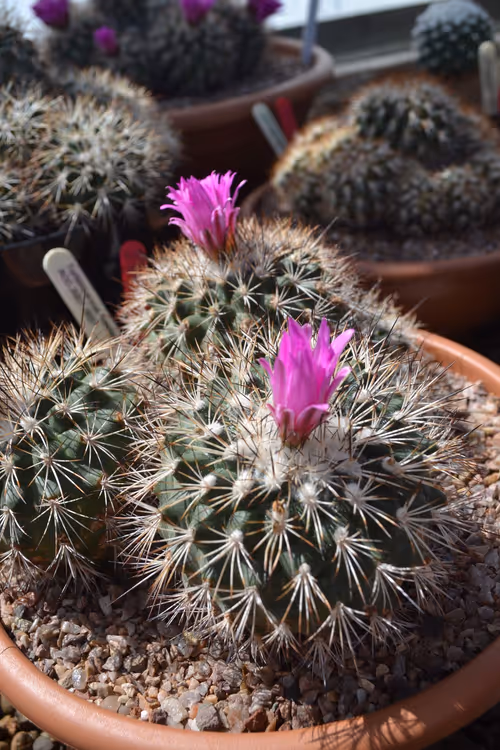 06. Cacti in bloom