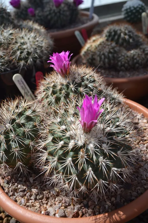 06. Cacti in bloom