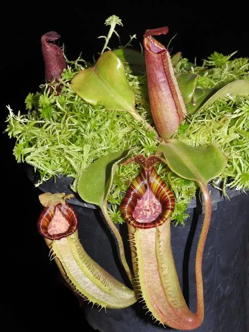 06. Juvenile pitchers on Borneo Exotics' new grex of N. veitchii x lowii (more accurately this is N. (veitchii x lowii) x (veitchii x lowii), a cross it has taken them 20 years to produce in the lab). This is BE-4006
