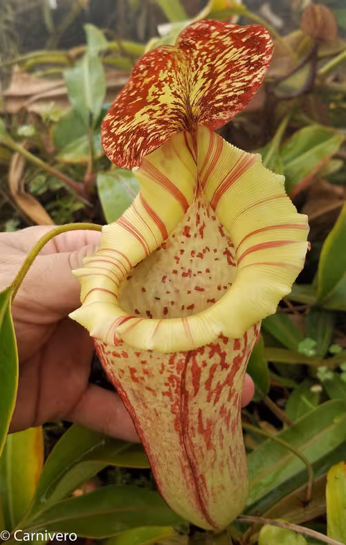 06. Nepenthes (lowii x veitchii) x boschiana - white