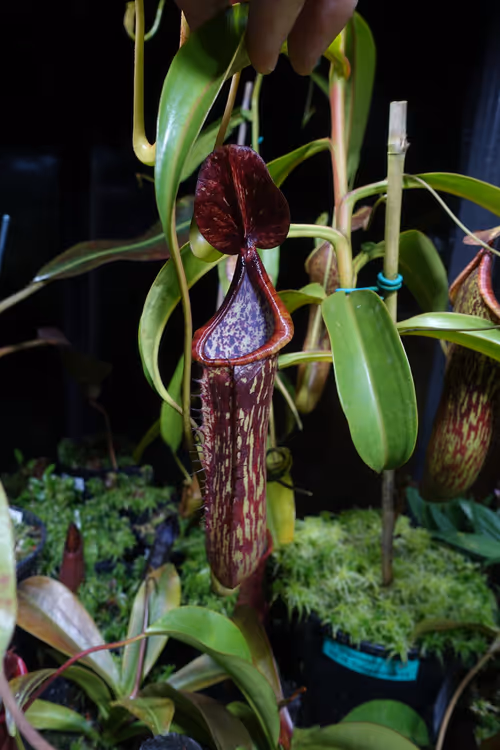 06. Nepenthes copelandii