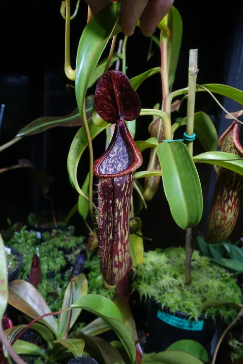 06. Nepenthes copelandii