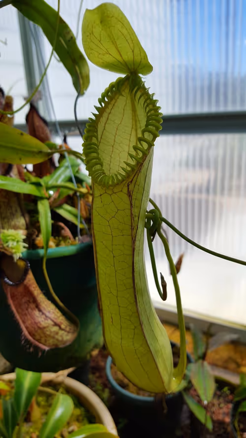 06. Nepenthes hamata upper pitcher