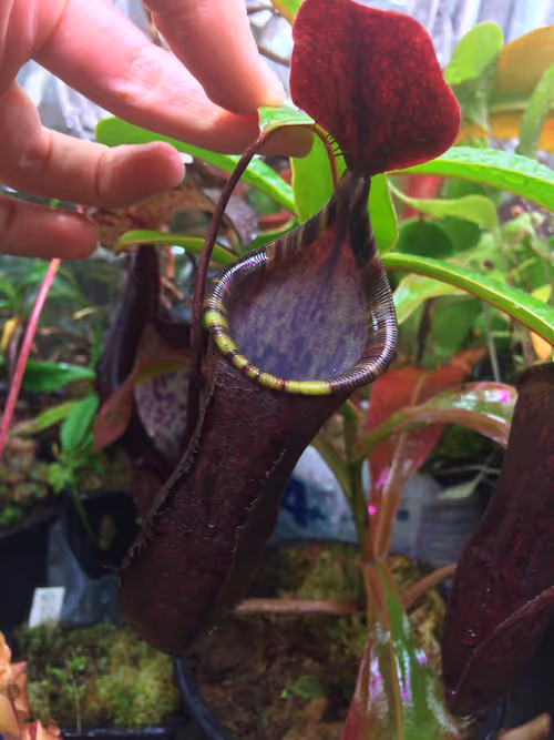 06. Nepenthes muluensis x lowii, from Sirus personal collection