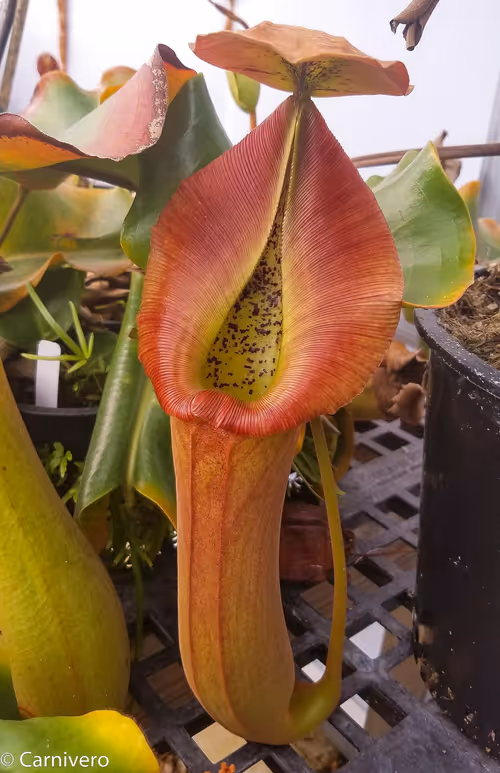 06. Nepenthes truncata (D) male
