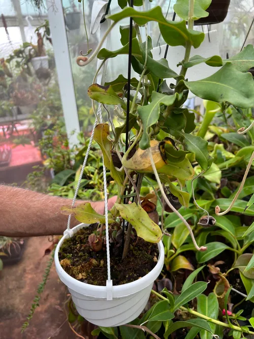 06. Nepenthes undulatifolia.