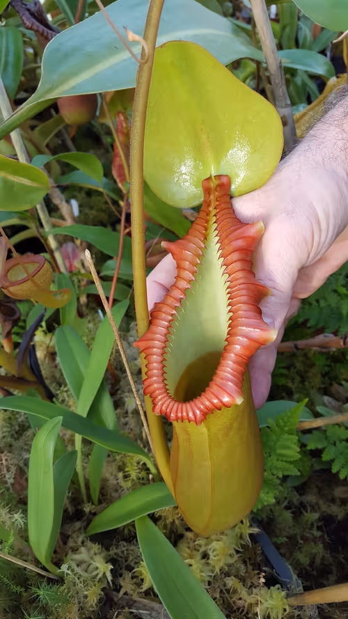06. Nepenthes x trusmadiensis