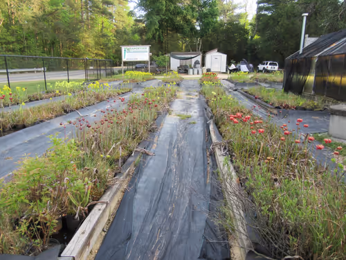 06. Plant beds at Meadowview in Spring