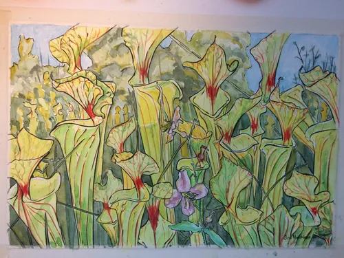 06. Sarracenia flava painting by Siru Curzon, 2017