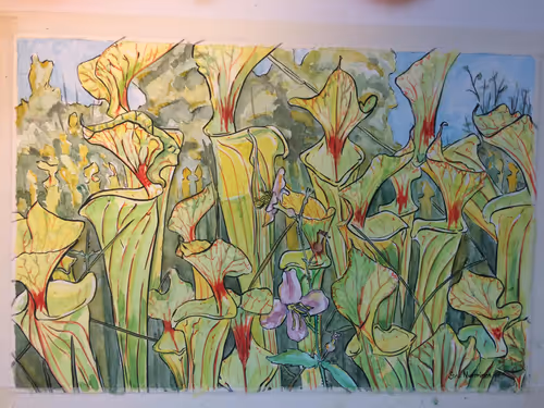 06. Sarracenia flava painting by Siru Curzon, 2017