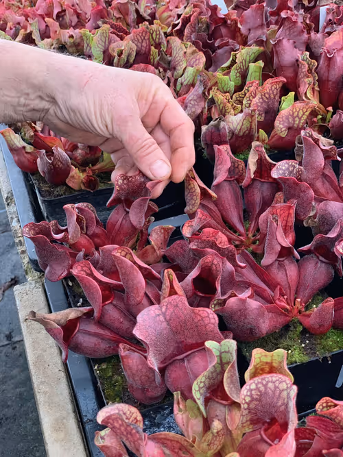 06. Some nice Sarracenia purpurea varieties