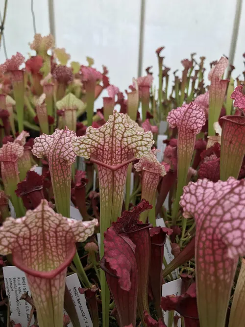 06. The Sarracenia cultivar "Juthatip Soper" - one of Matt"s own hybrids. A S. x mitchelliana back cross showing influence of S. purpurea and S. leucophylla.