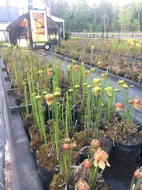 06. Tidy plants after a major repotting exercise the previous year