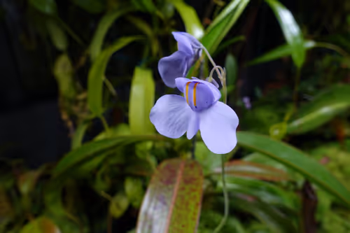 06. Utricularia nelumbifolia
