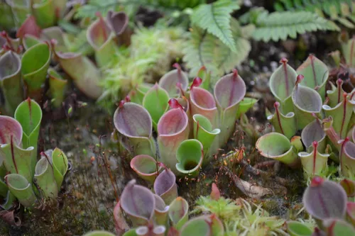 06. Young Heliamphora plants.