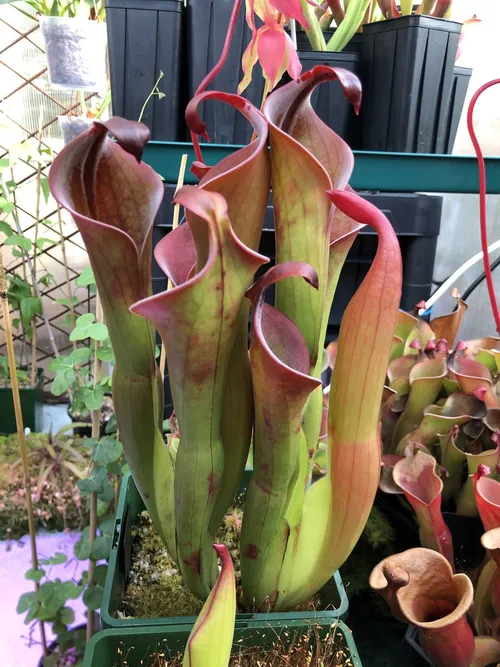 07 Heliamphora neblinae cerro neblina