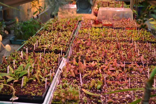 07. Beneath the benches, Chris grows Nepenthes seedlings under LEDs.