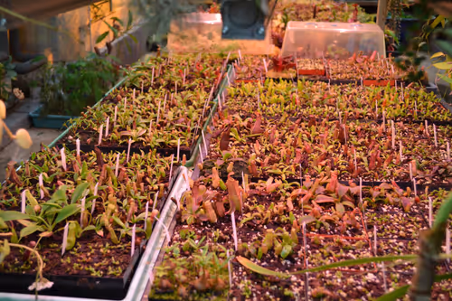 07. Beneath the benches, Chris grows Nepenthes seedlings under LEDs
