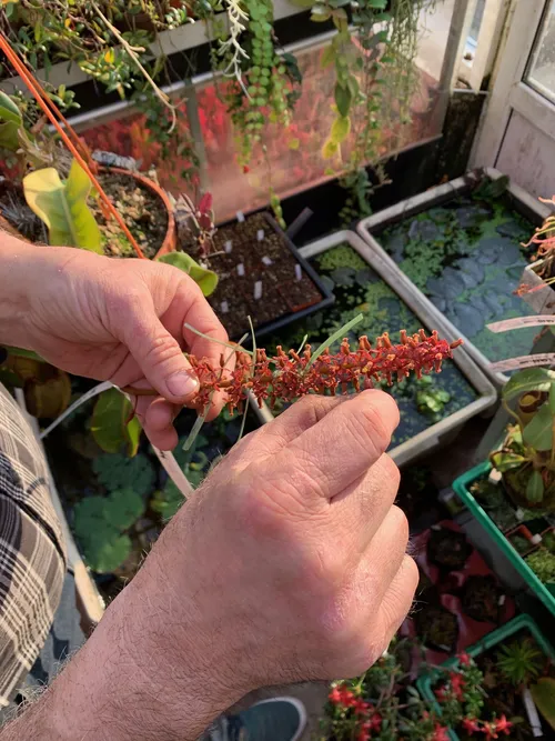 07. Christian demonstrated how he pollinates the female plant