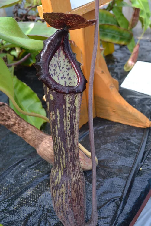 07. Huge elongated pitchers on Nepenthes boschiana