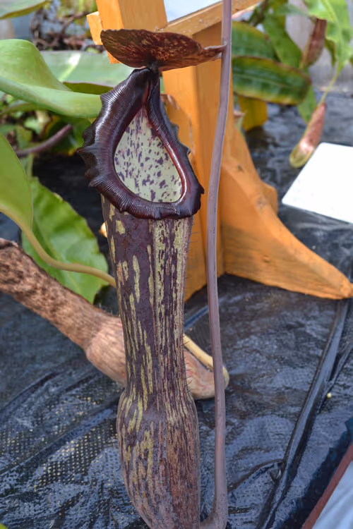07. Huge elongated pitchers on Nepenthes boschiana