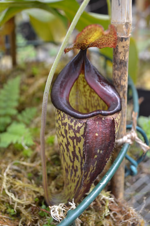 07. Nepenthes 'Lady Pauline' (N. talangensis x maxima)