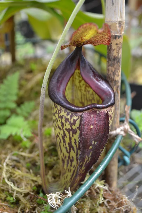 07. Nepenthes 'Lady Pauline' (N. talangensis x maxima)