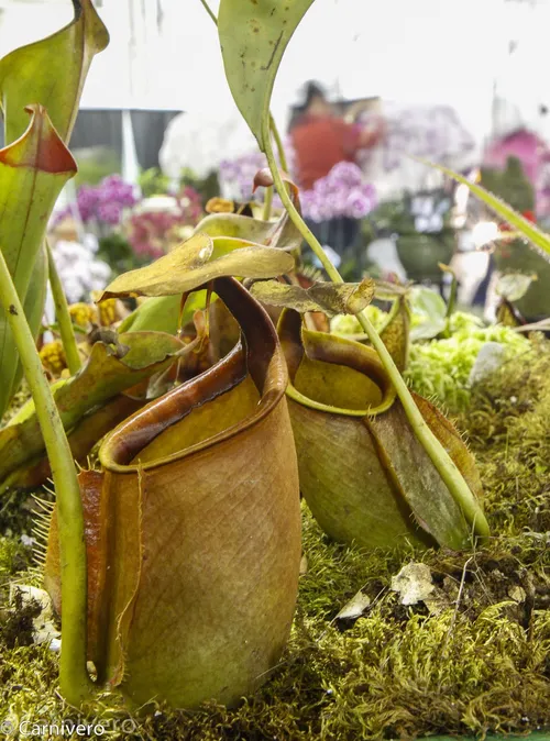 07. Nepenthes bicalcarata.