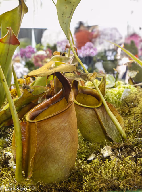 07. Nepenthes bicalcarata