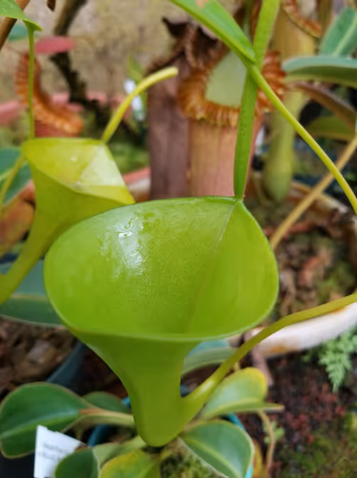 07. Nepenthes inermis upper pitcher