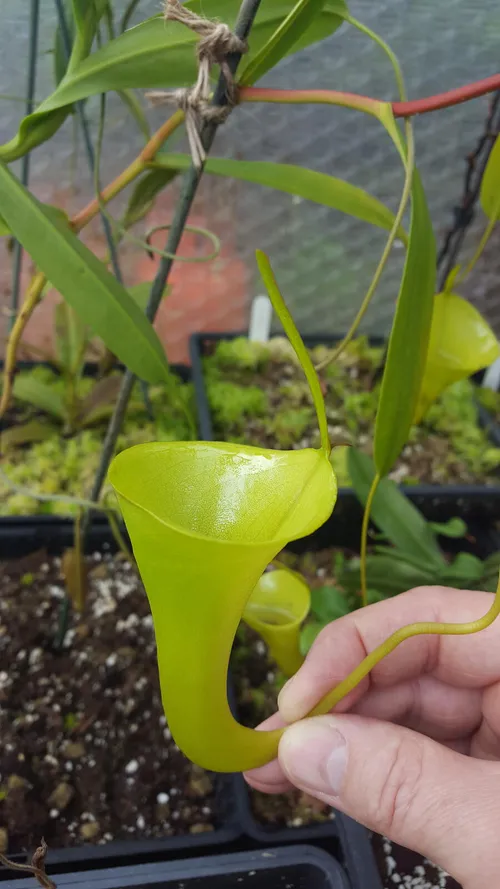 07. Nepenthes inermis