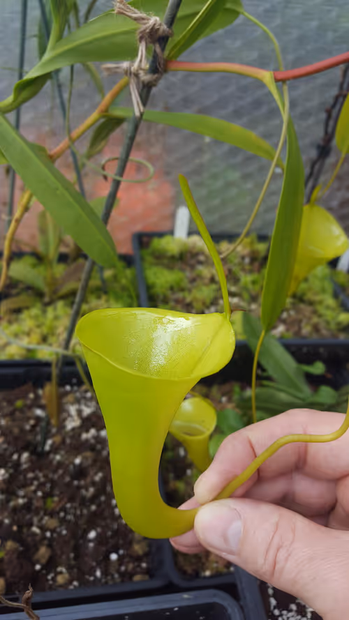 07. Nepenthes inermis