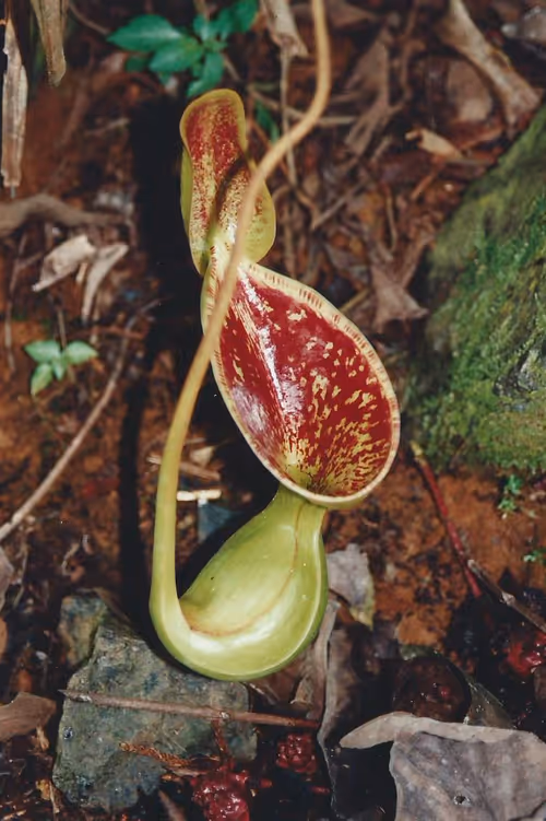 07. Nepenthes lowii, Mount Kinabalu