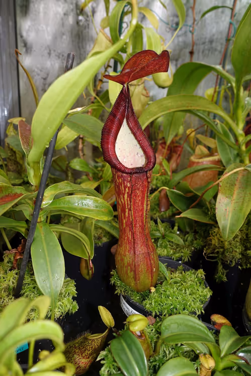 07. Nepenthes pulchra