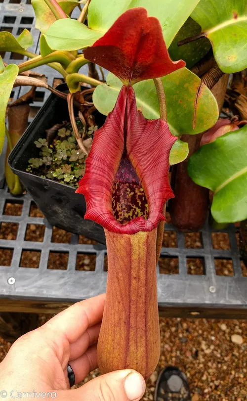 07. Nepenthes truncata, Paisan 1.