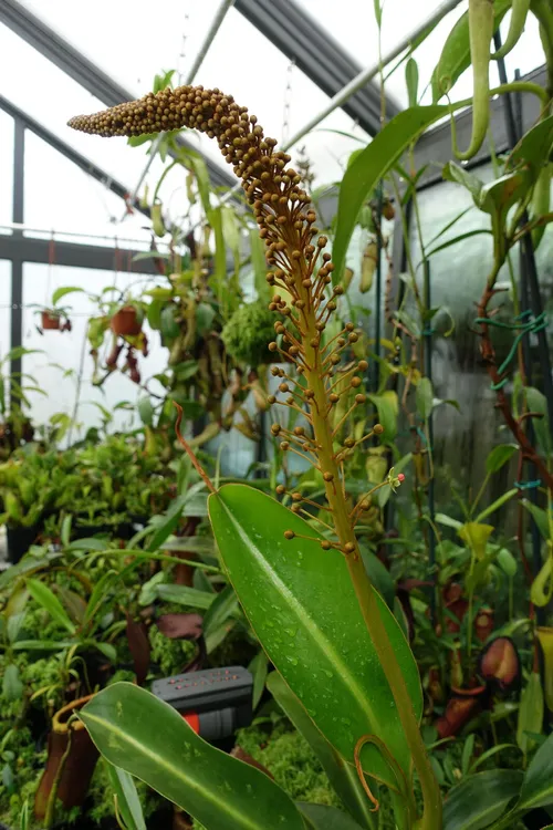 07. Nepenthes x Trusmadiensis inflorescence