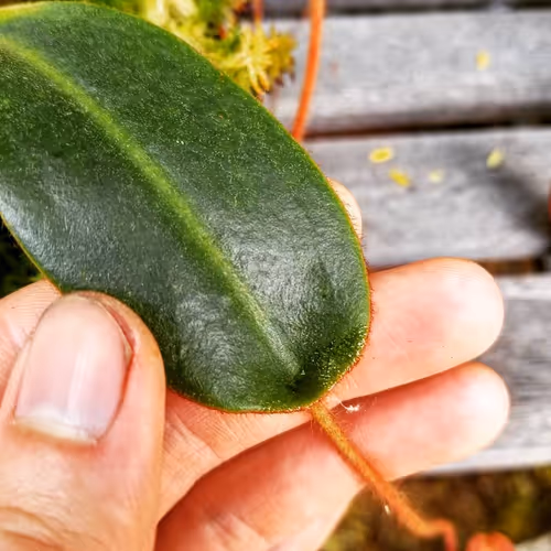 07. Peltate leaf on a young plant, by Francis Bauzon